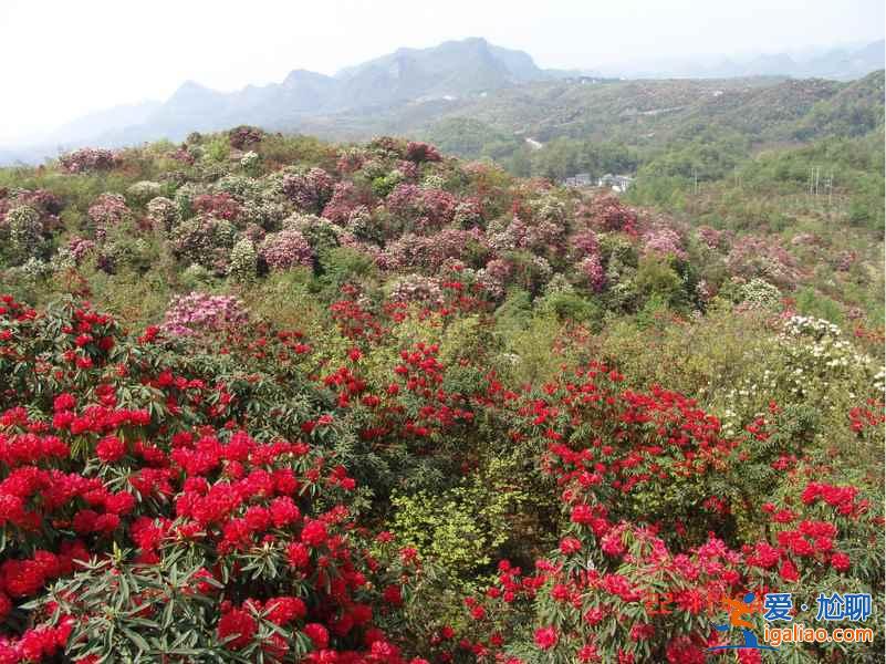 百里杜鵑花什么時候開，2017百里杜鵑花節花期—門票—地址—活動？