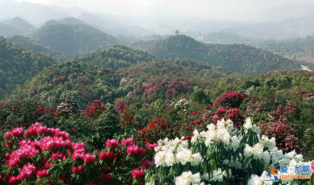 百里杜鵑花什么時候開，2017百里杜鵑花節花期—門票—地址—活動？