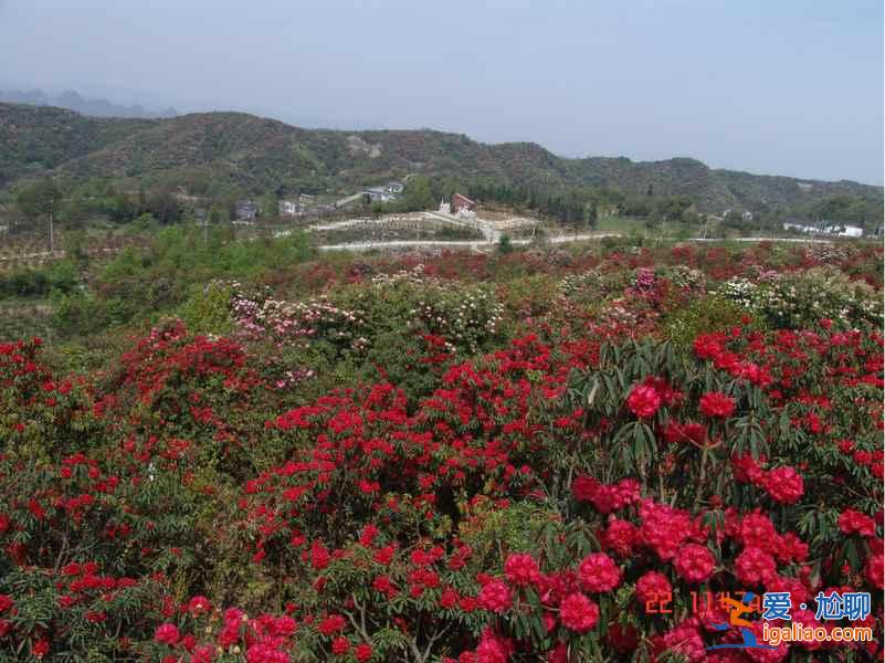 百里杜鵑花什么時候開，2017百里杜鵑花節花期—門票—地址—活動？