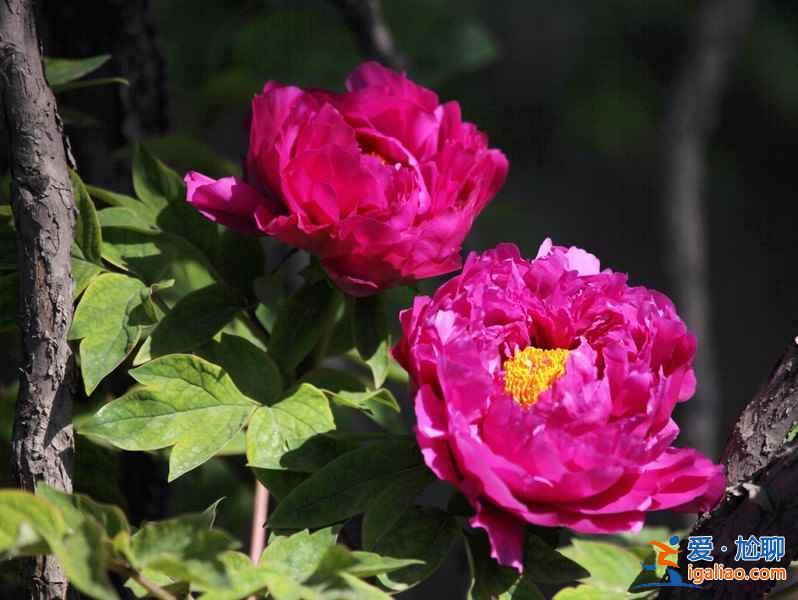 國內(nèi)五大牡丹賞花地（附：牡丹花花期、地點、觀賞攻略）？