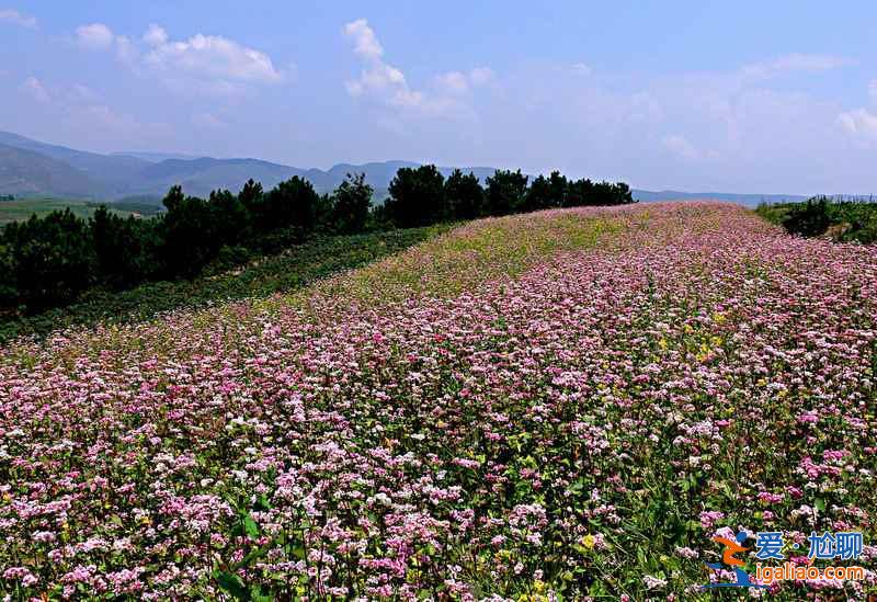 百里杜鵑花什么時候開，2017百里杜鵑花節花期—門票—地址—活動？