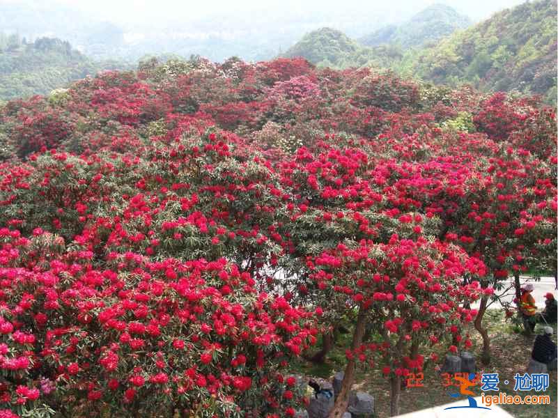 百里杜鵑花什么時候開，2017百里杜鵑花節花期—門票—地址—活動？