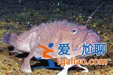 安康魚的做法？