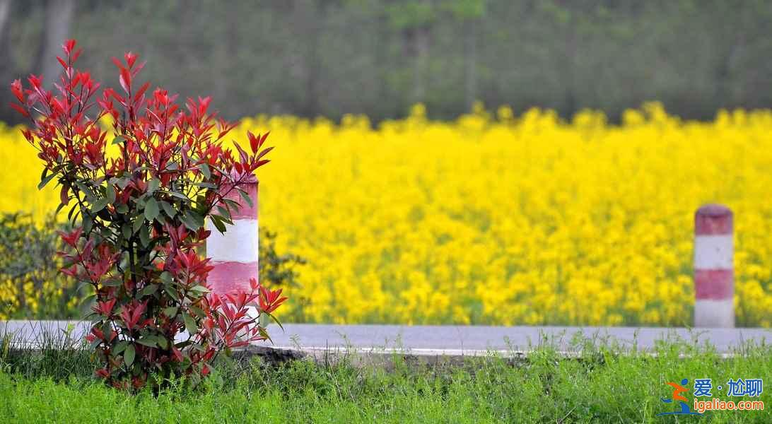 2018北京看油菜花去哪里，北京油菜花觀賞地？