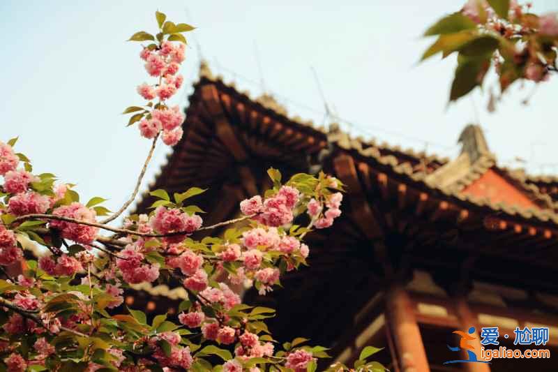 青龍寺櫻花什么時候開,青龍寺櫻花3月底能開嗎?? 青龍寺櫻花什么時候開,青龍寺櫻花3月底能開嗎??
