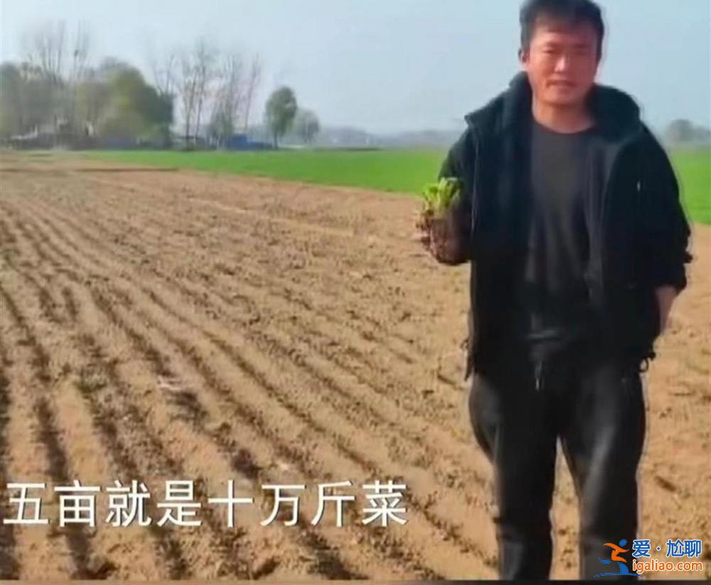 網傳山東曹縣芹菜出現大面積滯銷、菜農無奈將菜打碎 官方回應？