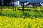 2018江西婺源油菜花線路,婺源的油菜花好看嗎? 2018江西婺源油菜花線路,婺源的油菜花好看嗎?