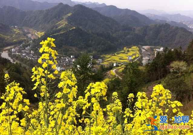 2017石潭油菜花什么時(shí)候開，2017石潭油菜花賞花攻略？