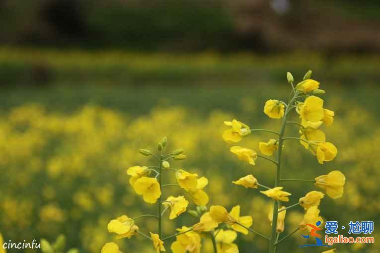 2018江西婺源油菜花線路,婺源的油菜花好看嗎? 2018江西婺源油菜花線路,婺源的油菜花好看嗎?