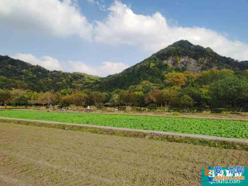 杭州一日游|金沙湖八卦田玉皇山錢塘江？