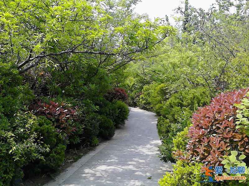 5月份去青島海鮮多嗎，5月去青島怎么樣？？