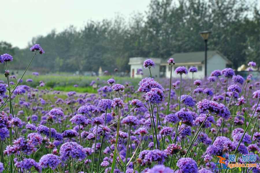 【南京薰衣草莊園開花時間】2018南京薰衣草莊園什么時候開花,南京薰衣草莊園開花時間? 【南京薰衣草莊園開花時間】2018南京薰衣草莊園什么時候開花,南京薰衣草莊園開花時間?