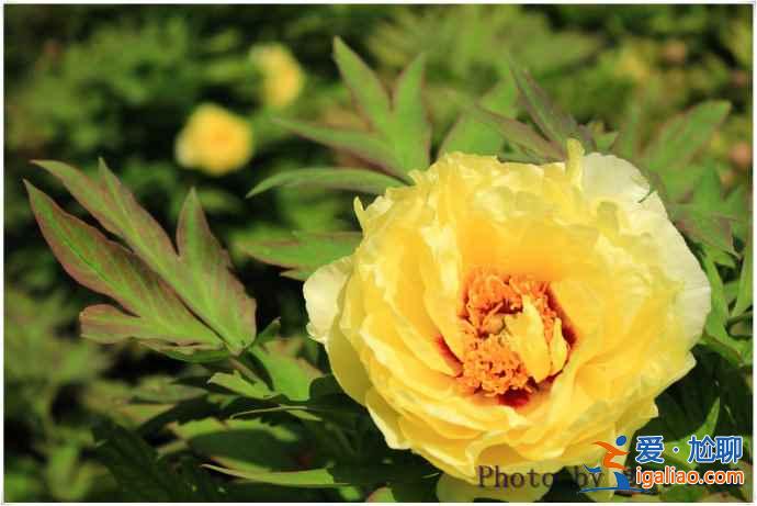 洛陽哪個牡丹園最好,洛陽牡丹園哪個好？