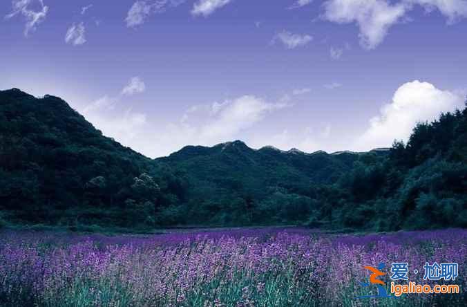【北京薰衣草莊園】北京薰衣草莊園地址—門票,北京薰衣草主題公園? 【北京薰衣草莊園】北京薰衣草莊園地址—門票,北京薰衣草主題公園?