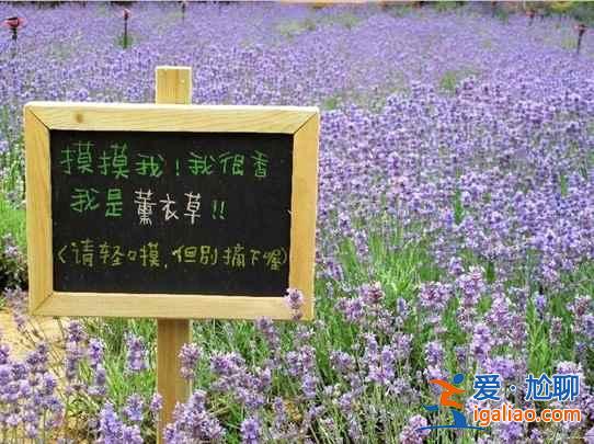 【北京薰衣草莊園】北京薰衣草莊園地址—門票,北京薰衣草主題公園? 【北京薰衣草莊園】北京薰衣草莊園地址—門票,北京薰衣草主題公園?