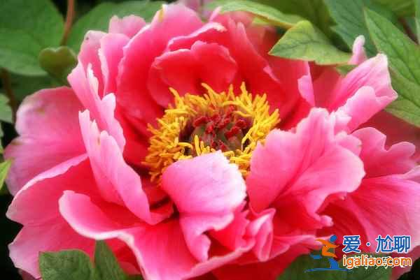 洛陽哪個牡丹園最好,洛陽牡丹園哪個好？