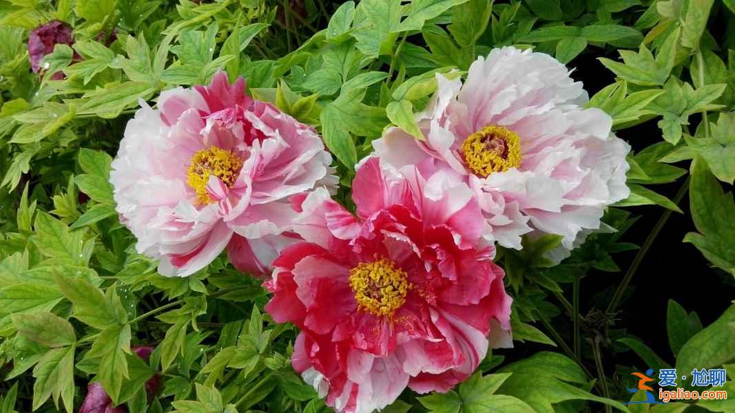 2017洛陽牡丹花會什么時候開始,2017洛陽牡丹花會? 2017洛陽牡丹花會什么時候開始,2017洛陽牡丹花會?