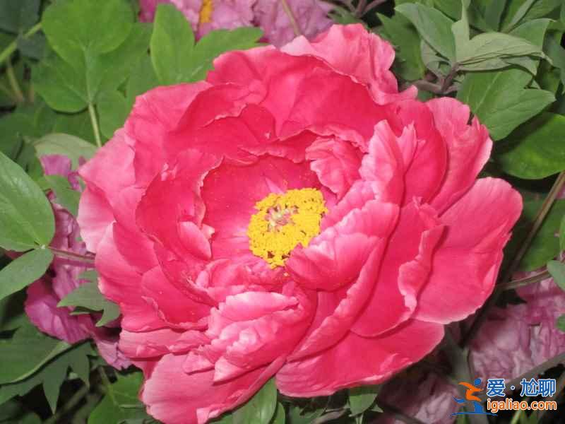 洛陽哪個牡丹園最好,洛陽牡丹園哪個好？