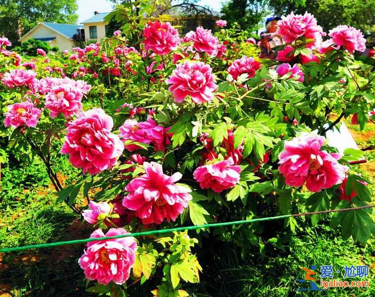 2017洛陽牡丹花節門票價格是多少，2017洛陽牡丹花節都在哪里舉辦？