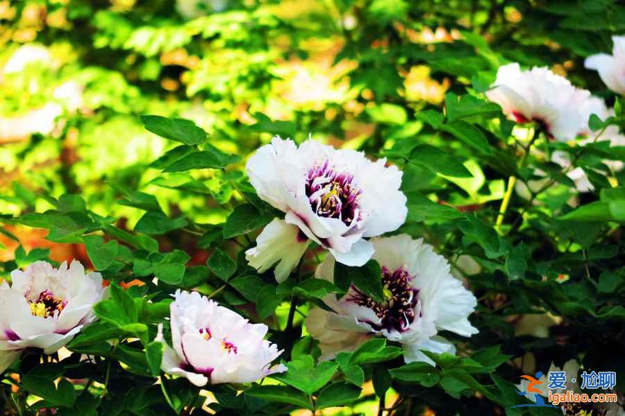 2017菏澤牡丹花會門票，2017菏澤牡丹花會門票？