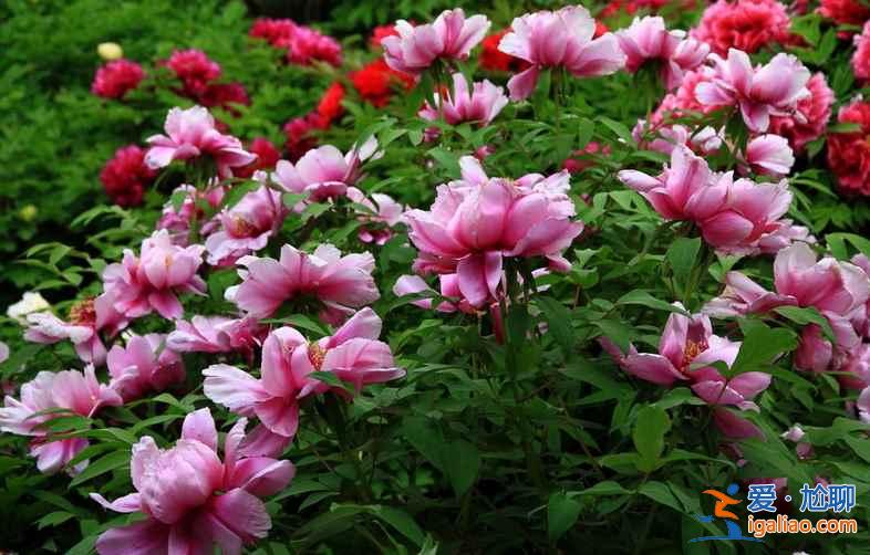 2017菏澤牡丹花會門票，2017菏澤牡丹花會門票？