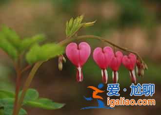 2017菏澤牡丹花會門票，2017菏澤牡丹花會門票？