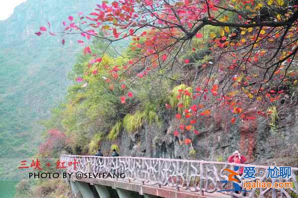 重慶看紅葉的時間，2018重慶巫山紅葉節11月中旬開幕？