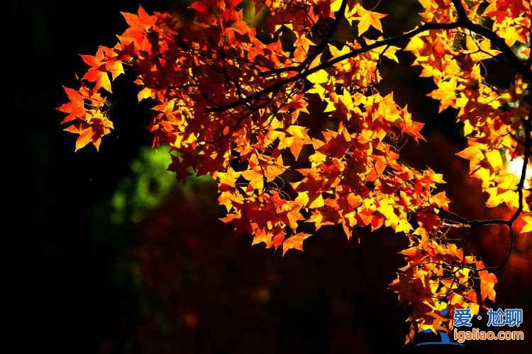 五朵山紅葉11月中旬進入觀賞期，5000多畝大小山峰層林盡然？