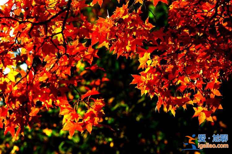 五朵山紅葉11月中旬進入觀賞期，5000多畝大小山峰層林盡然？