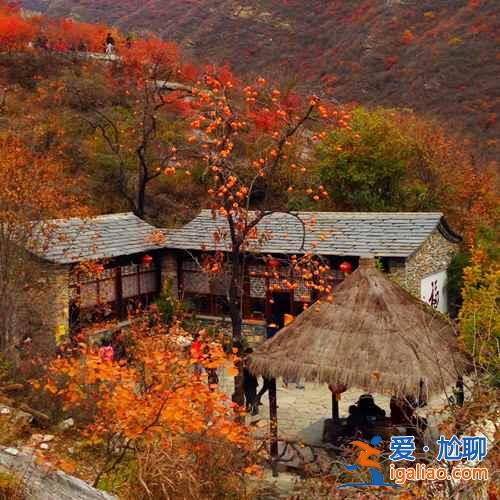 2018坡峰嶺什么時候看紅葉,坡峰嶺紅葉最佳時間? 2018坡峰嶺什么時候看紅葉,坡峰嶺紅葉最佳時間?