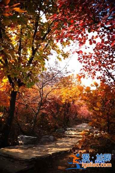 2018坡峰嶺什么時候看紅葉,坡峰嶺紅葉最佳時間? 2018坡峰嶺什么時候看紅葉,坡峰嶺紅葉最佳時間?