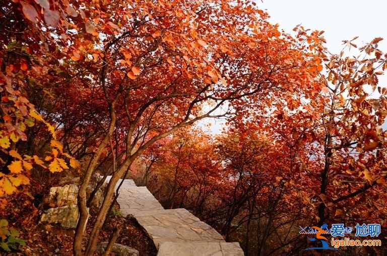 2018坡峰嶺什么時候看紅葉,坡峰嶺紅葉最佳時間? 2018坡峰嶺什么時候看紅葉,坡峰嶺紅葉最佳時間?