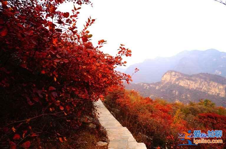 2018坡峰嶺什么時候看紅葉,坡峰嶺紅葉最佳時間? 2018坡峰嶺什么時候看紅葉,坡峰嶺紅葉最佳時間?