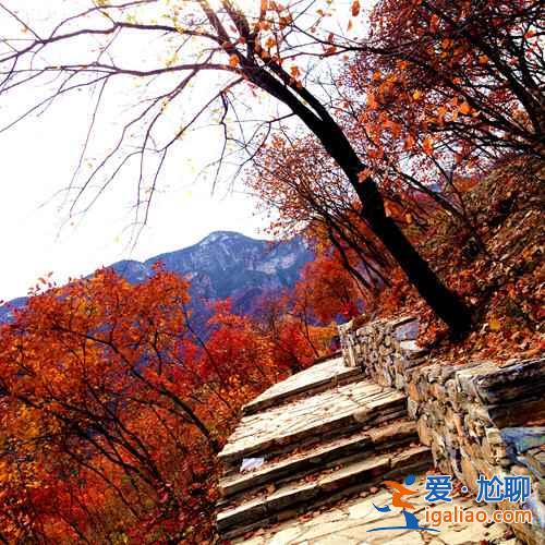 2018坡峰嶺什么時候看紅葉,坡峰嶺紅葉最佳時間? 2018坡峰嶺什么時候看紅葉,坡峰嶺紅葉最佳時間?
