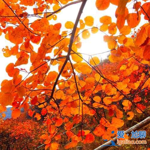 2018坡峰嶺什么時候看紅葉,坡峰嶺紅葉最佳時間? 2018坡峰嶺什么時候看紅葉,坡峰嶺紅葉最佳時間?