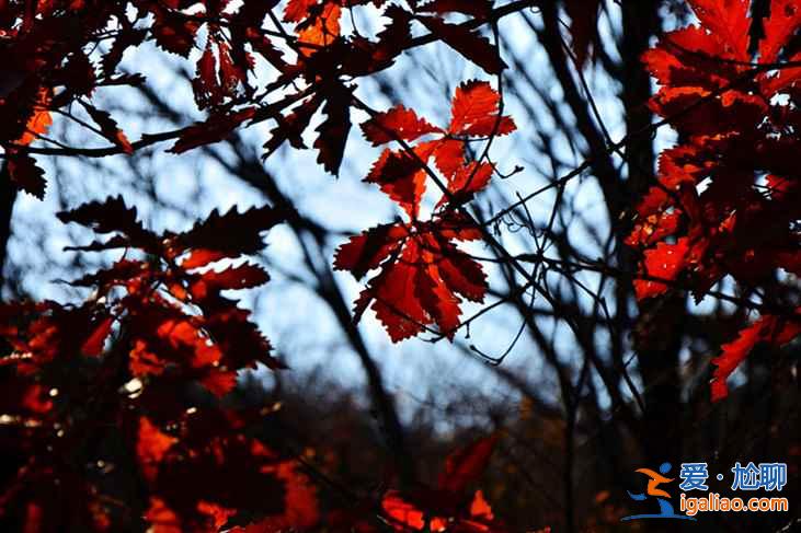 【喇叭溝幾月能看紅葉】2018喇叭溝門紅葉節時間、地點、門票及活動? 【喇叭溝幾月能看紅葉】2018喇叭溝門紅葉節時間、地點、門票及活動?
