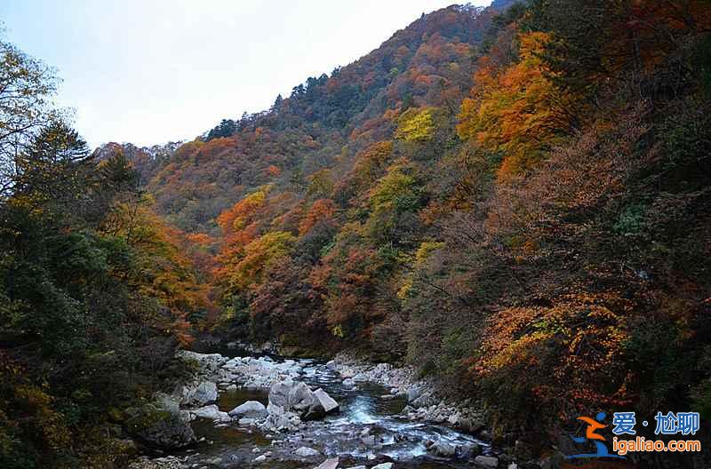 10月下旬，光霧山紅葉進入迎來最佳觀賞時節？