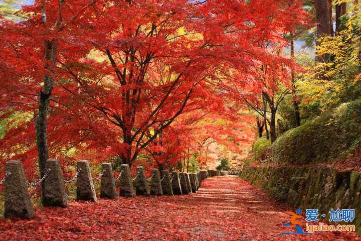 11月去關西賞紅葉路線，2018關西紅葉時間？