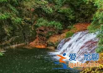 光霧山的紅葉，紅的非常震撼！？