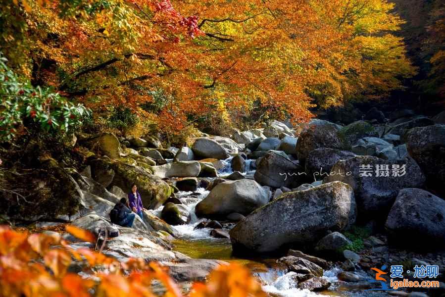 光霧山的紅葉，紅的非常震撼！？