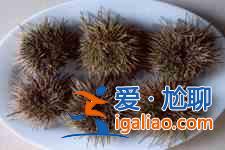 海膽怎么吃？
