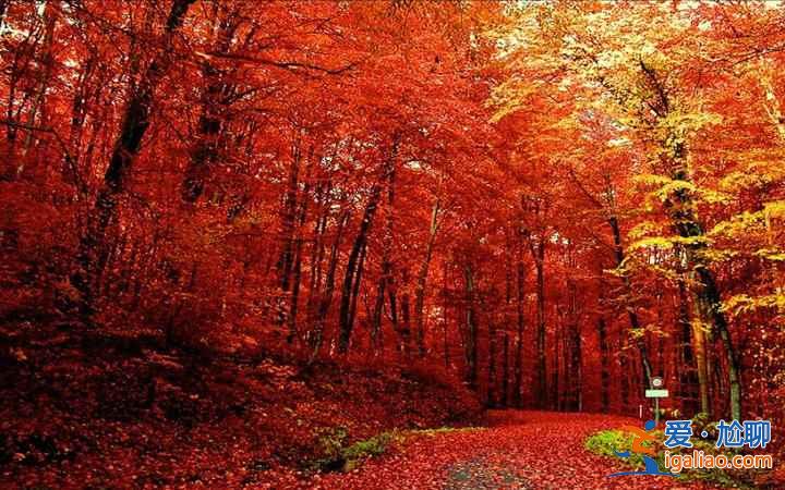 【米亞羅紅葉】2017四川米亞羅紅葉門票、最佳攝影時間、交通指南？