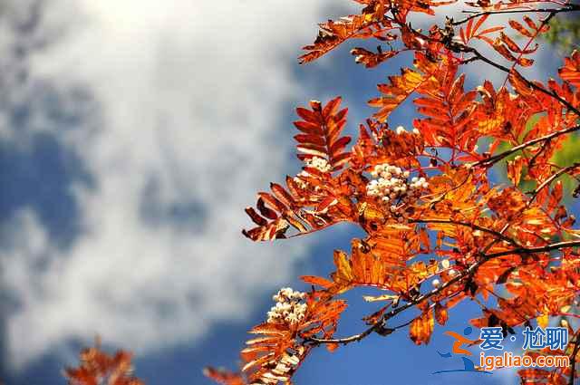 【米亞羅紅葉】2017四川米亞羅紅葉門票、最佳攝影時間、交通指南？