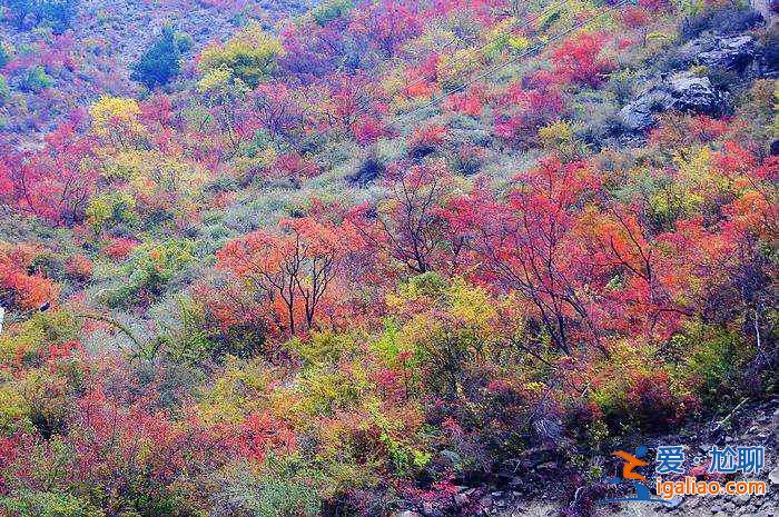 【米亞羅紅葉】2017四川米亞羅紅葉門票、最佳攝影時間、交通指南？