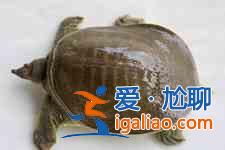 甲魚的做法大全？