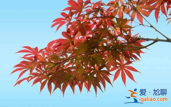 【北京看紅葉的地方】2018北京看紅葉去哪里，北京看紅葉地方推薦？