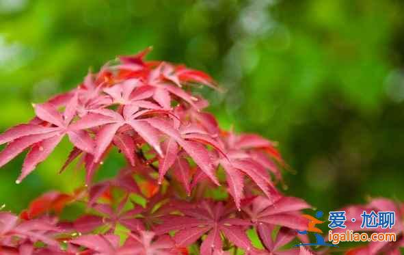 【北京看紅葉的地方】2018北京看紅葉去哪里，北京看紅葉地方推薦？