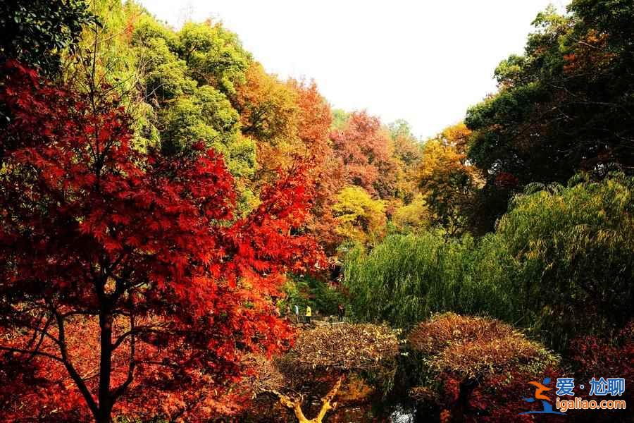 2018岳麓山紅葉觀賞時間,岳麓山紅葉幾月開? 2018岳麓山紅葉觀賞時間,岳麓山紅葉幾月開?