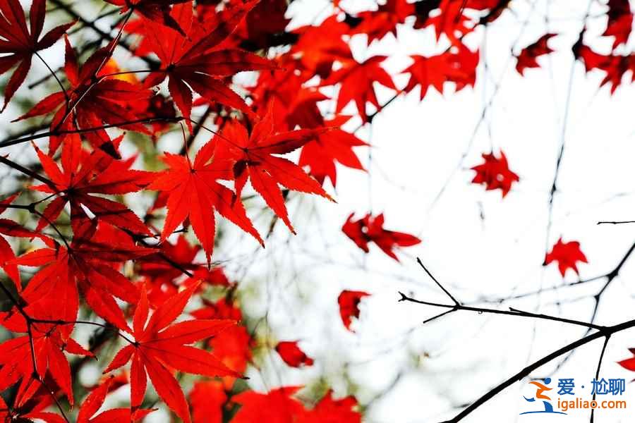 2018岳麓山紅葉觀賞時間,岳麓山紅葉幾月開? 2018岳麓山紅葉觀賞時間,岳麓山紅葉幾月開?