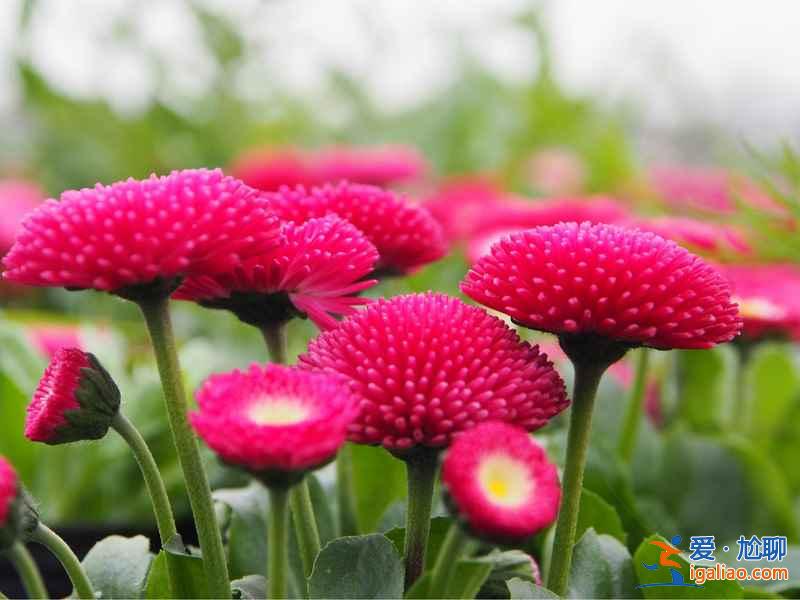 成都周邊自駕游好去處，成都周邊自駕游推薦，成都周邊自駕游攻略？